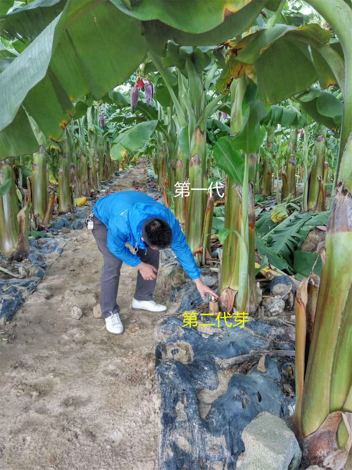 粉蕉留芽技術(shù)