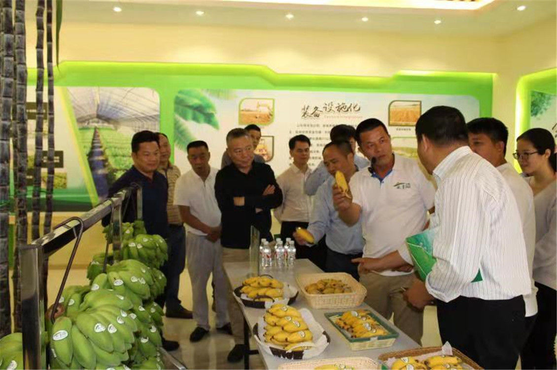 自治區(qū)專家組品嘗公司的粉蕉
