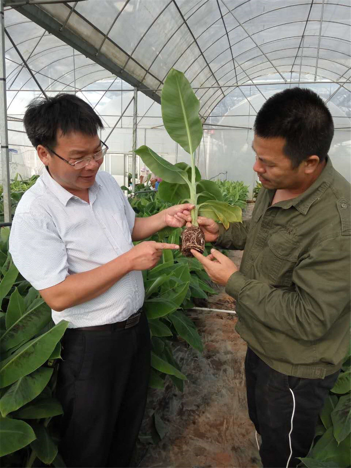 廣西農(nóng)科院生物所遺傳室主任李朝生（左一）與豐浩公司技術(shù)總監(jiān)吳啟軍（右一）在檢查種苗