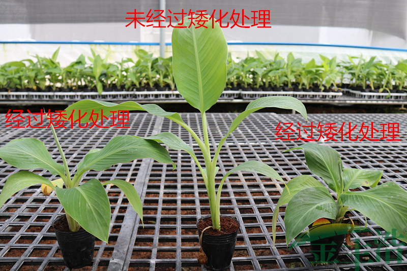矮化對(duì)比
